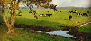 Lee más sobre el artículo Animales invasores que pastan en un campo ajeno y la visión desde la retención