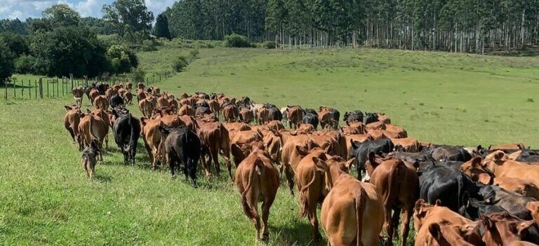 Lee más sobre el artículo El pasto da una mano en favor de estabilizar los precios del mercado ganadero