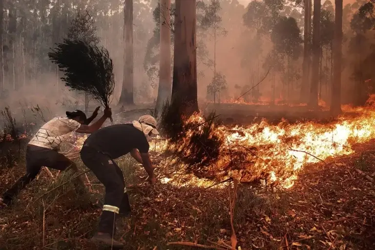 Lee más sobre el artículo Definen áreas de contención frente a riesgos de incendios forestales
