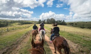 Lee más sobre el artículo Encefalomielitis equina con aumento de casos de mortandad
