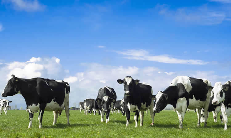 Lee más sobre el artículo El efecto pasto impacta en la remisión de leche