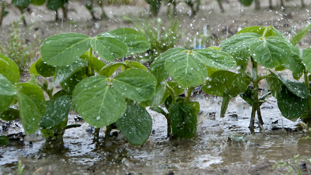 Lee más sobre el artículo El exceso de lluvias comenzó a afectar las labores de cosecha y siembra