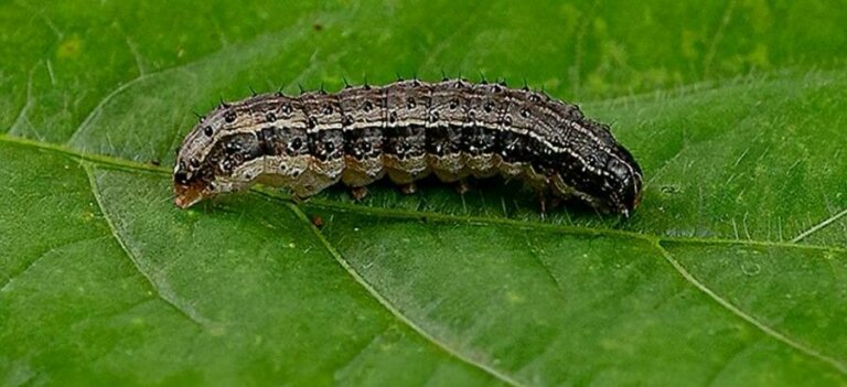 Lee más sobre el artículo Maices y sorgos con alto riesgo de ataque de lagartas