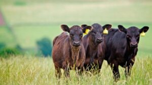 Lee más sobre el artículo La producción animal se ve sostenida por la abundancia forrajera