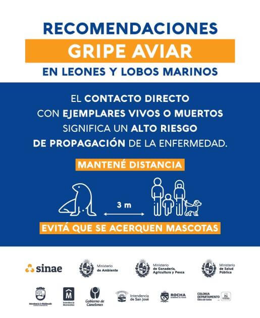 Lee más sobre el artículo Autoridades sanitarias advierten por riesgos crecientes de gripe aviar en la temporada