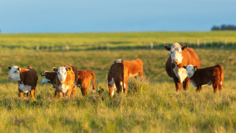 Lee más sobre el artículo El pasto impulsa condiciones favorables para la producción animal