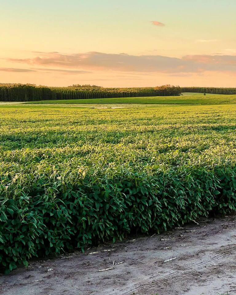 Lee más sobre el artículo Sistemas de precisión en el contexto de la planificación agrícola