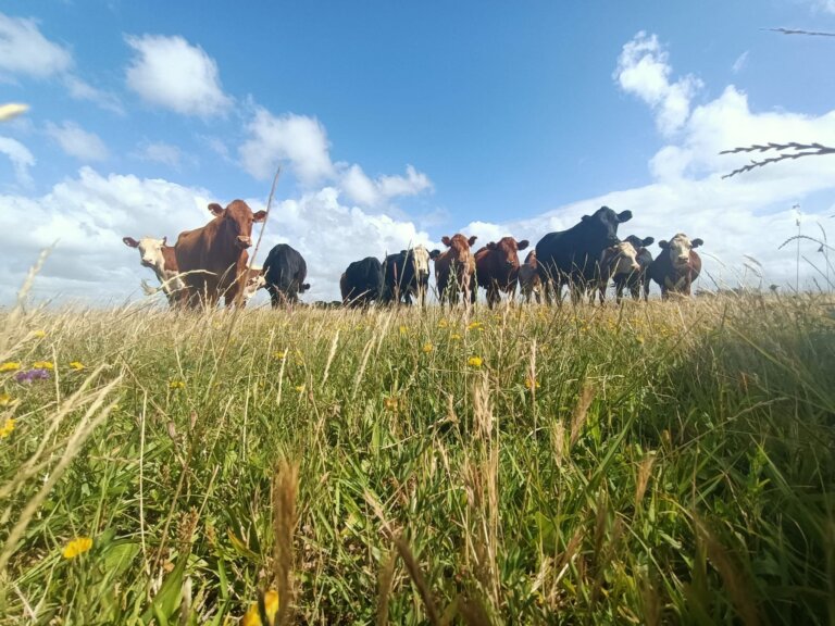 Lee más sobre el artículo El campo natural responde pero enfrenta grandes riesgos