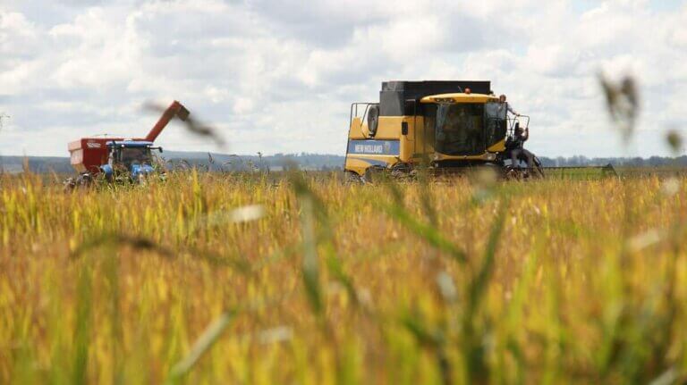 Lee más sobre el artículo La cosecha de arroz promete fuerte despegue de los precios