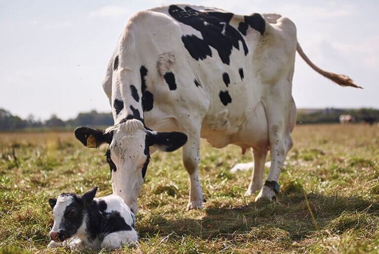 Lee más sobre el artículo La estrategia porteras adentro para producir más leche