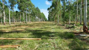 Lee más sobre el artículo La cosecha forestal – ganadera impacta fuerte en la caja de las empresas