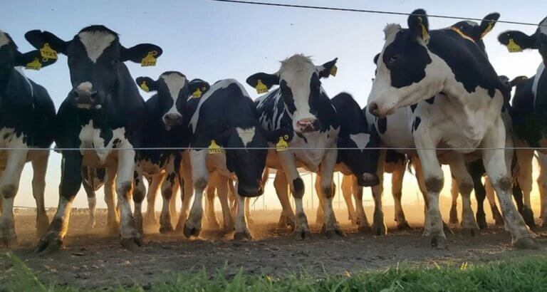 Lee más sobre el artículo Siguen las lluvias que plantean riesgos para el sector lechero
