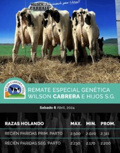 Lee más sobre el artículo Activa zafra de venta de ganado lechero realiza el escritorio Waldemar Carbajal