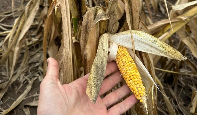 Lee más sobre el artículo La herramienta agronómica busca enfrentar los nuevos problemas del maíz