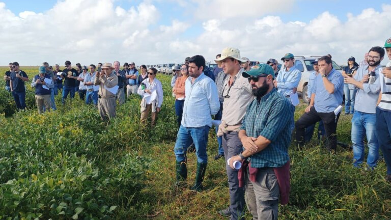 Lee más sobre el artículo Sinergía productiva en el Este entre arroz y sistemas agrícolas y ganaderos