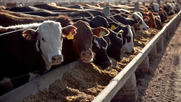 Lee más sobre el artículo Agrifirm impulsa los corrales de engorde en la Expo Melilla