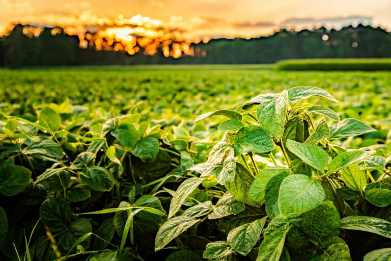 Lee más sobre el artículo La soja cambia de color rumbo a cosecha y vienen dos años de desafíos agrícolas