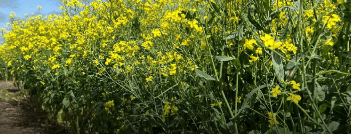 Lee más sobre el artículo La estrategia para enfrentar la zafra de invierno en el sector agrícola