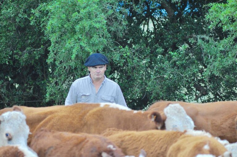 Lee más sobre el artículo La historia de desarrollo de la carne uruguaya y el rodeo Hereford