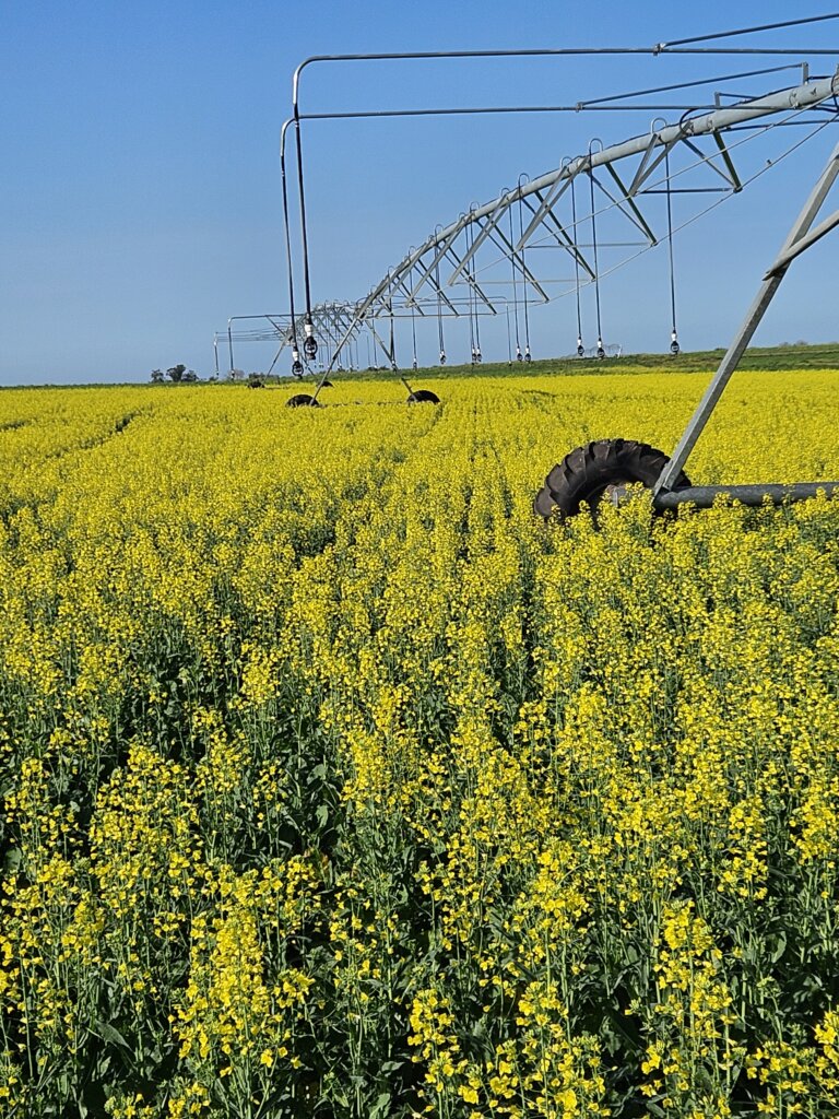 Lee más sobre el artículo Agricultura continua con sus problemas y soluciones