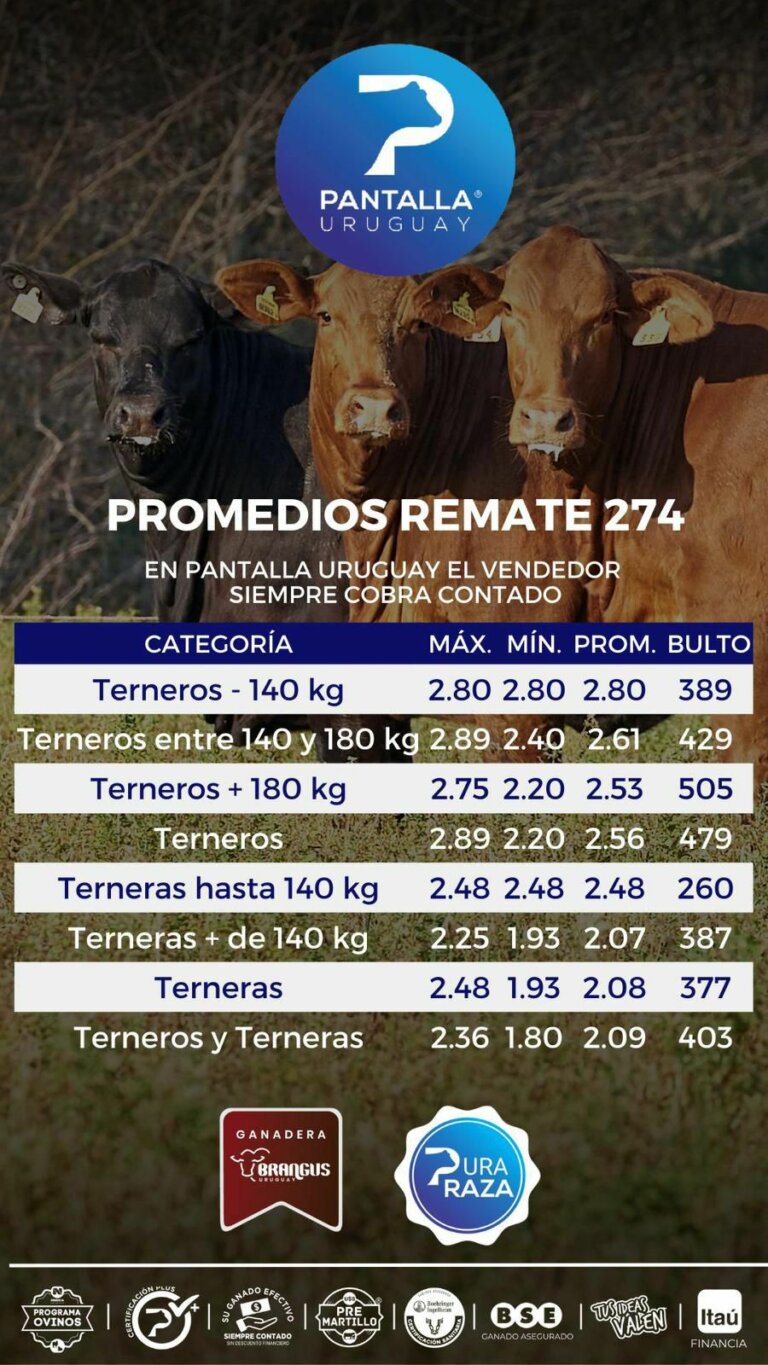 Lee más sobre el artículo Pantalla Uruguay con sostenido ritmo de ventas de terneros y terneras