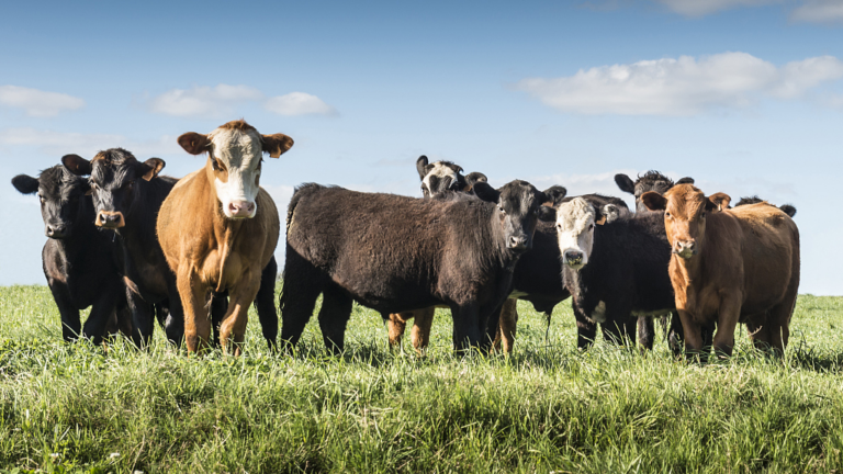 Lee más sobre el artículo El peor momento productivo del año comienza «con pasto» en el sector ganadero