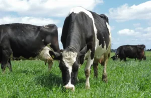 Lee más sobre el artículo La remisión de leche consolida su caída con el reclamo de apoyo financiero