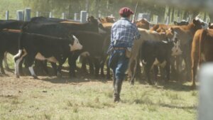 Lee más sobre el artículo El producto contra las garrapatas que optimiza las ganancias