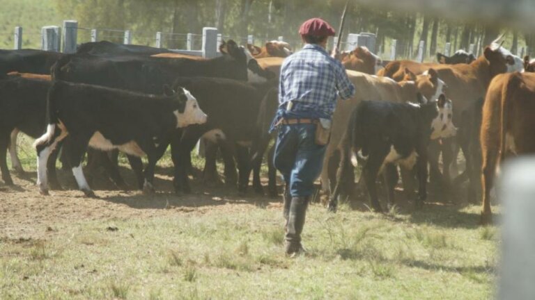 Lee más sobre el artículo El producto contra las garrapatas que optimiza las ganancias