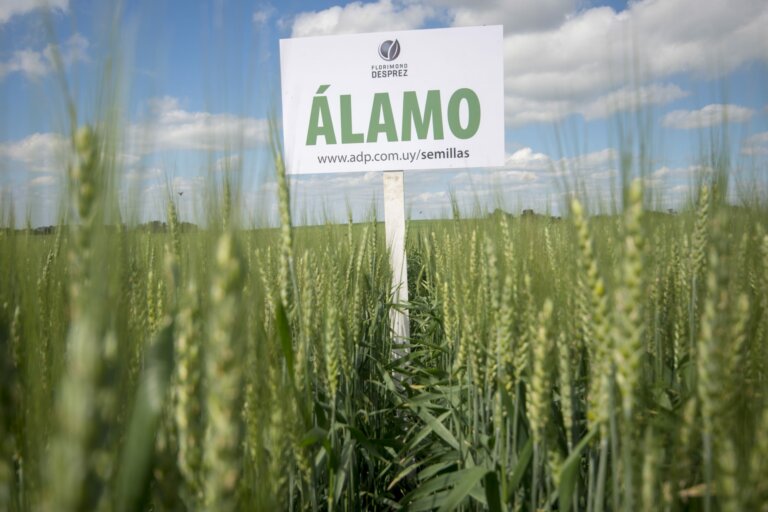 Lee más sobre el artículo Las herramientas para enfrentar la caída de los precios agrícolas