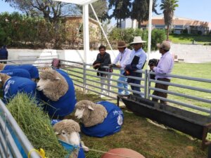 Lee más sobre el artículo Corriedale renovó sus ventajas comparativas a pesar de las limitantes del rubro