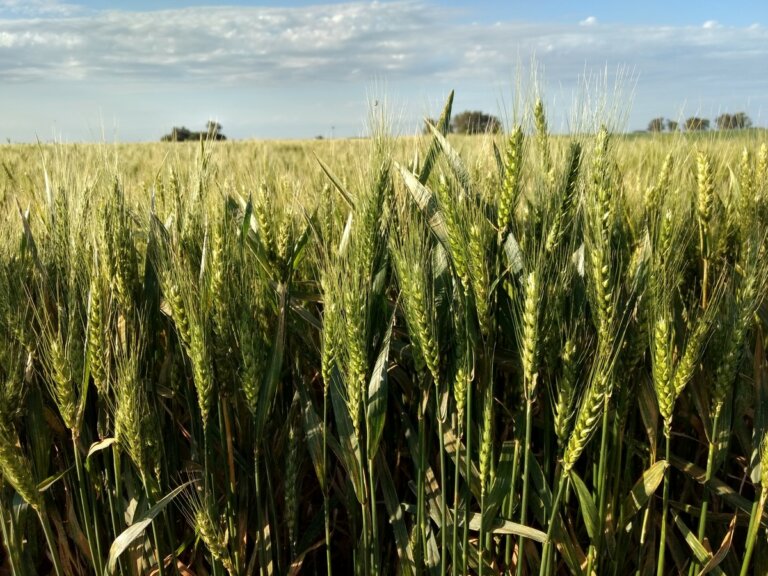 Lee más sobre el artículo Las plagas revelan su mayor agresividad en las actuales condiciones de ambiente