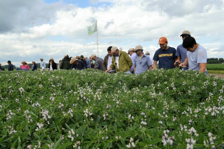 Lee más sobre el artículo Lupino: crece la cuarta opción en los cultivos de invierno
