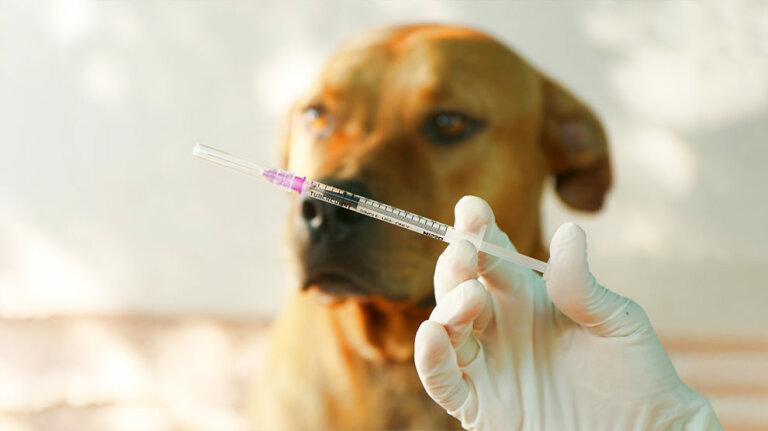 Lee más sobre el artículo Veterinarios aconsejan vacunar las mascotas contra la rabia