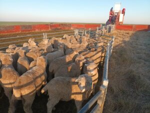 Lee más sobre el artículo La carne ovina supera limitantes a partir del compartimento