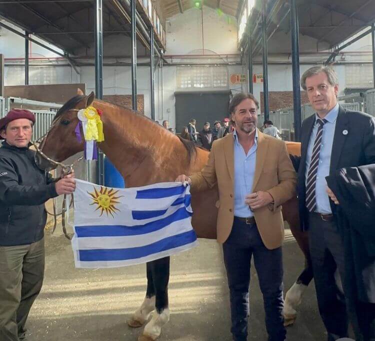 Lee más sobre el artículo «Buenazo» se prepara para la Expo Prado tras lograr el premio de Reservado Gran Campeón en Palermo