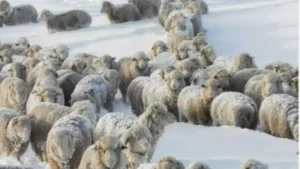 Lee más sobre el artículo La Patagonia bajo la peor tormenta de nieve que pone en peligro 50 mil cabezas de ganado