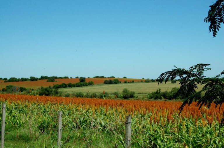 Lee más sobre el artículo China: el destino sin límites para el sorgo