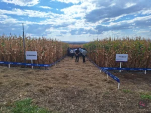 Lee más sobre el artículo La protección vegetal «desde la semilla» está en la mira de Cultivar Syngenta
