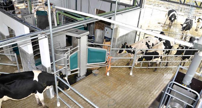 Lee más sobre el artículo El robot de ordeñe aprobó el examen en los sistemas pastoriles