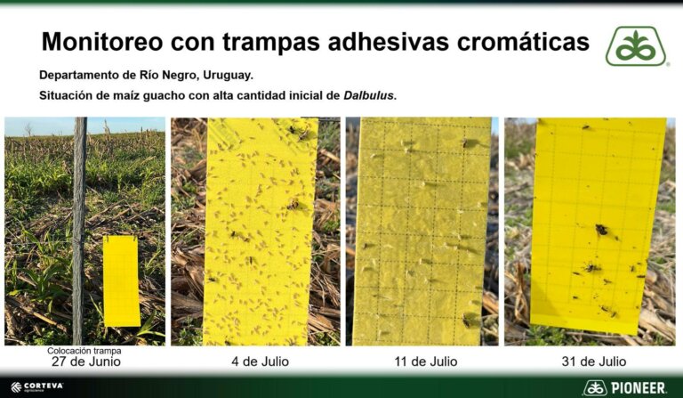 Lee más sobre el artículo Relevan «cero» en sitios de monitoreo de «chicharrita» en el litoral