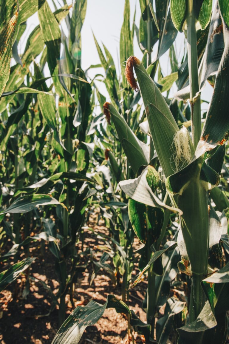 Lee más sobre el artículo Agronegocios del Plata presentó su catálogo de cultivos de maíz para el verano