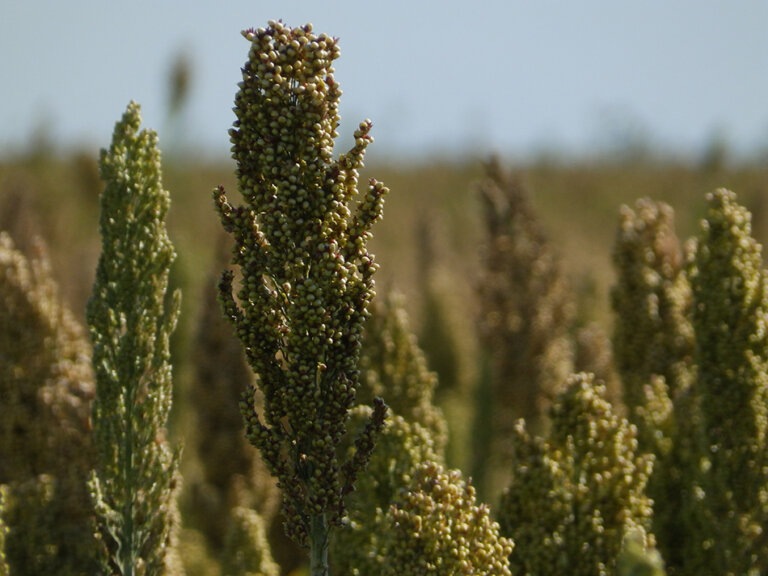 Lee más sobre el artículo El precio del sorgo tiene piso de US$ 165 por tonelada