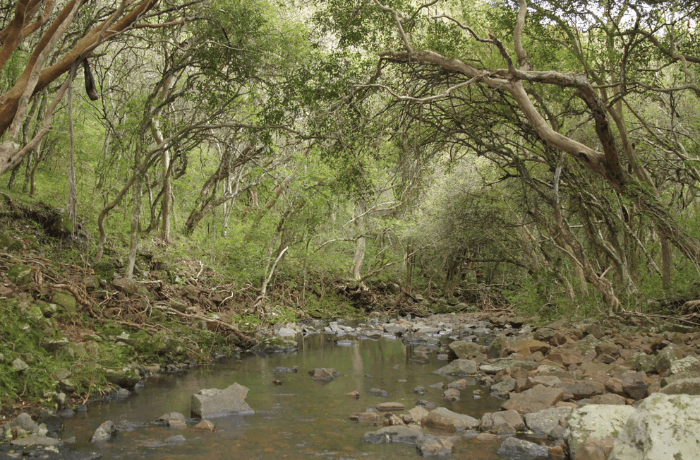 Lee más sobre el artículo El monte nativo creció en forma significativa a impulso de la ley forestal