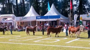 Lee más sobre el artículo ExpoBra: la ganadería de clima tropical y sin garrapata