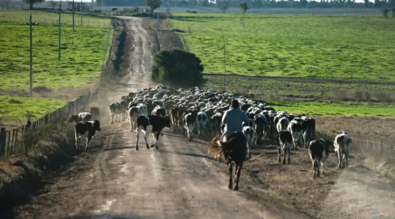 Lee más sobre el artículo Campo Unido criticó la negativa a postergar el vencimiento de cuatrimestre del BPS
