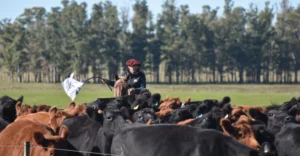 Lee más sobre el artículo Venta virtual de Angus adelanta la zafra de toros