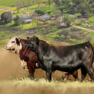 Lee más sobre el artículo Una sostenida demanda y valores en la venta anual de San Gregorio Ganadera