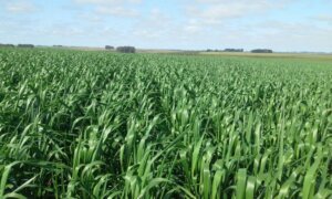 Lee más sobre el artículo La carrera agrícola en el doble cultivo