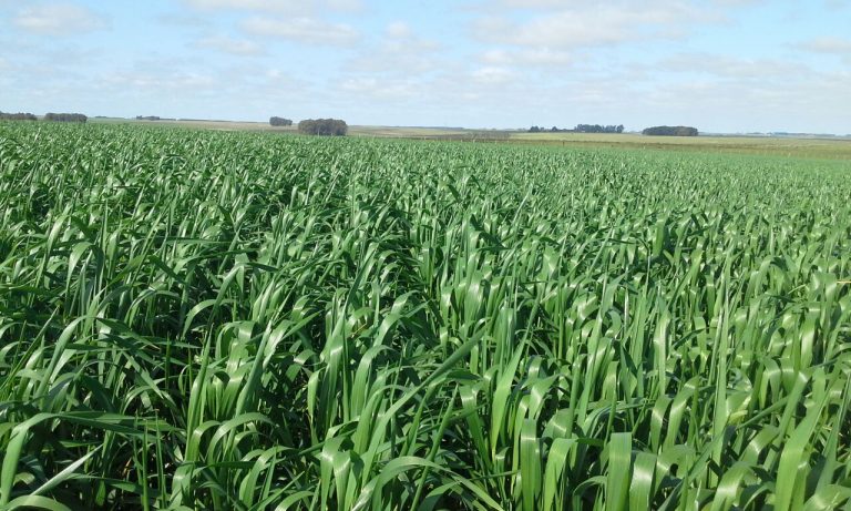 Lee más sobre el artículo La carrera agrícola en el doble cultivo